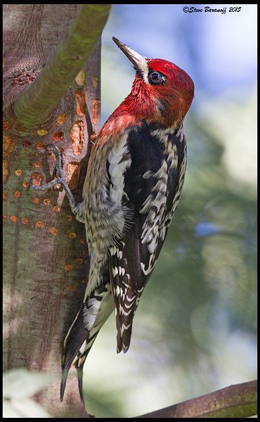 _5SB8155 red-breasted sapsucker.jpg